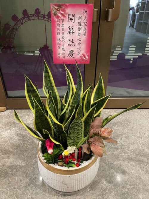虎尾蘭開幕盆栽