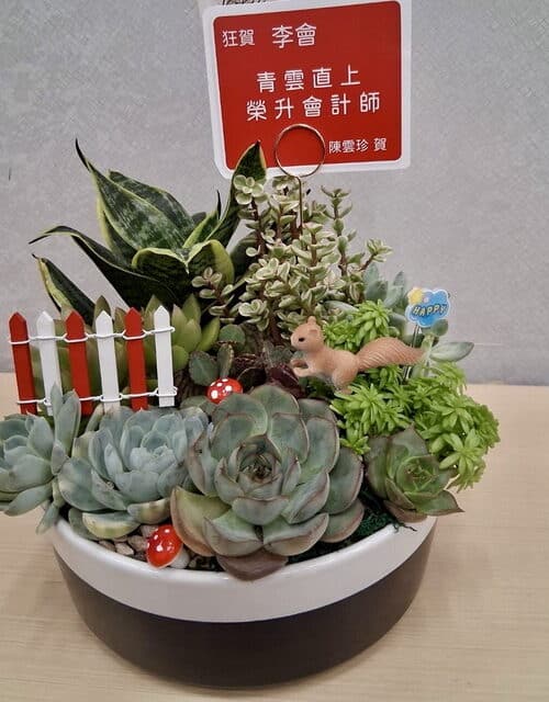 送給會計師可愛盆栽