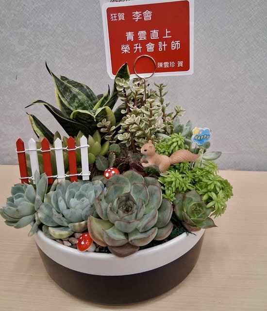 送給會計師可愛盆栽