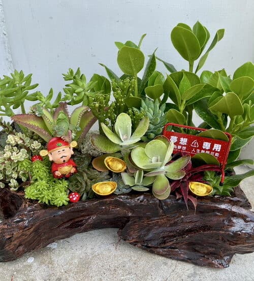 開幕招財多肉植物