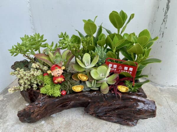 開幕招財多肉植物