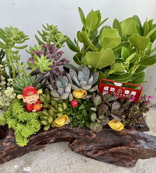 開幕迎財神多肉盆栽