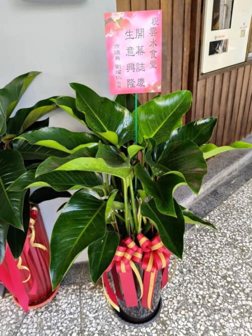 食堂開幕賀禮盆栽