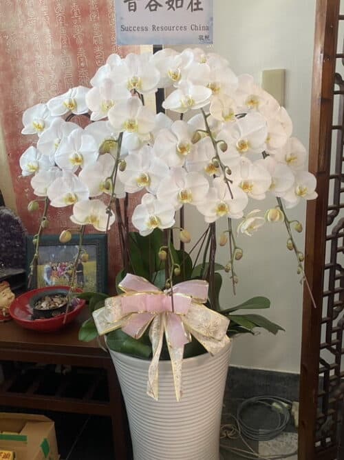家宅靈堂蘭花