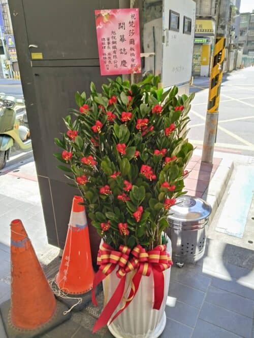 美容會館開幕盆栽金錢樹