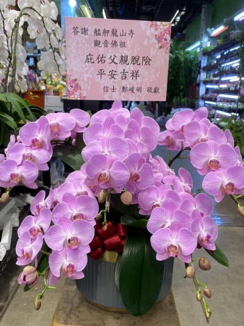 還願龍山寺觀世音菩薩蘭花