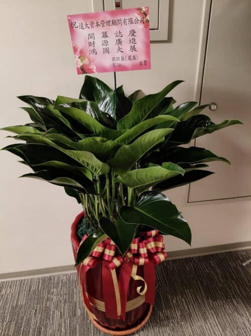 開幕盆栽綠鑽