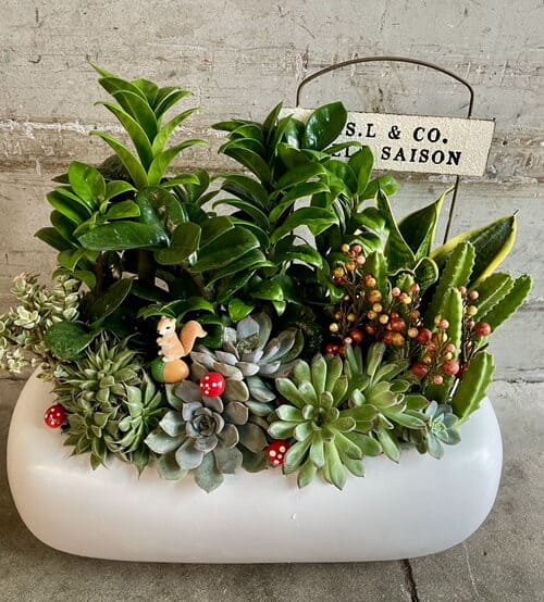 可愛禮物多肉盆栽 可愛禮物多肉盆栽