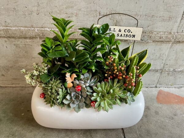 可愛禮物多肉盆栽