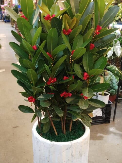 喬遷盆栽龍樹果