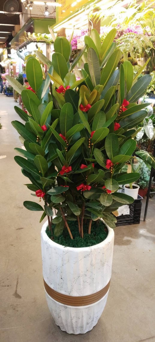 喬遷盆栽龍樹果