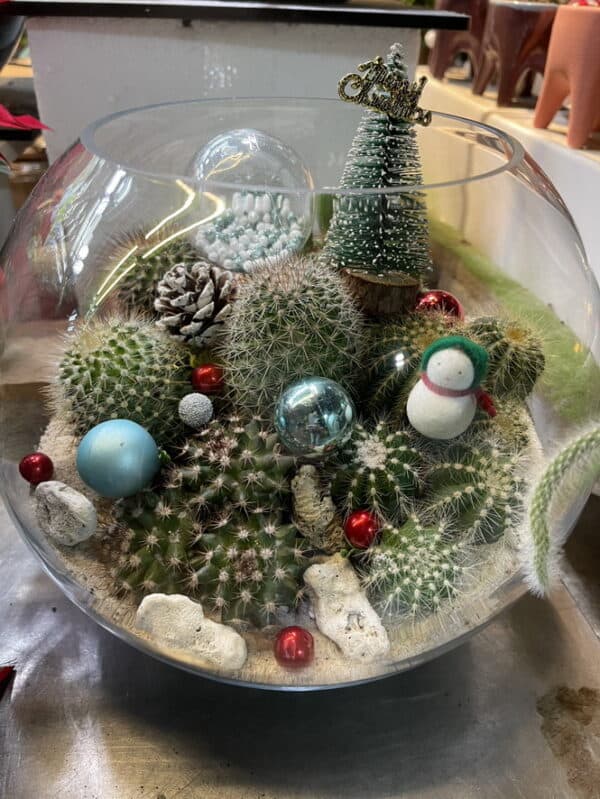 耶誕節盆栽多肉專賣店 耶誕節盆栽多肉專賣店