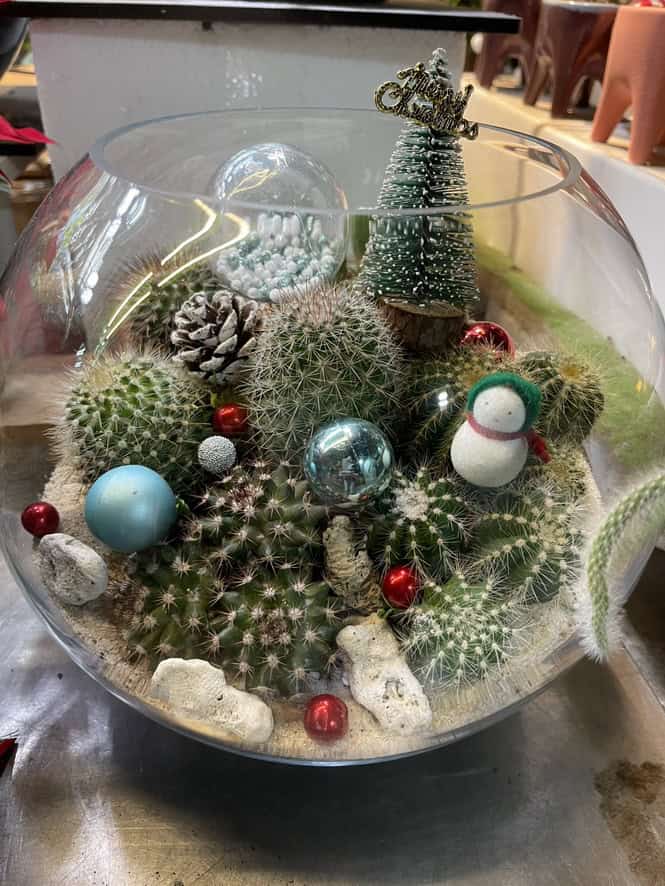 耶誕節盆栽多肉專賣店