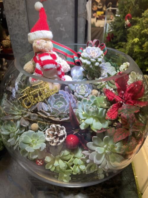 耶誕節盆栽多肉植物專賣店 耶誕節盆栽多肉植物專賣店