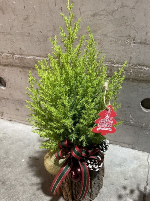 耶誕節盆栽專賣 耶誕節盆栽專賣