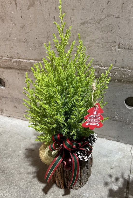 耶誕節盆栽專賣