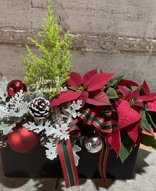聖誕節小盆栽 聖誕節小盆栽
