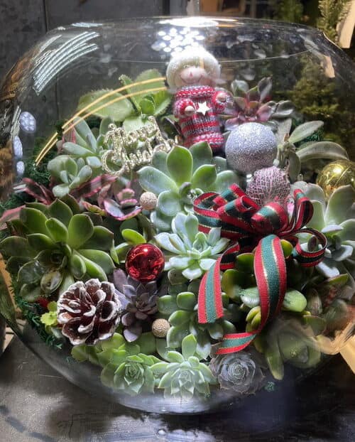 聖誕節盆栽多肉植物專賣店 聖誕節盆栽多肉植物專賣店
