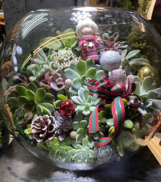 聖誕節盆栽多肉植物專賣店