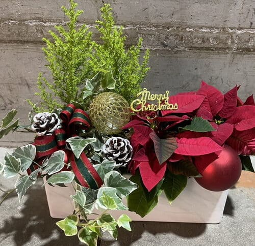 聖誕紅小盆栽 聖誕紅小盆栽