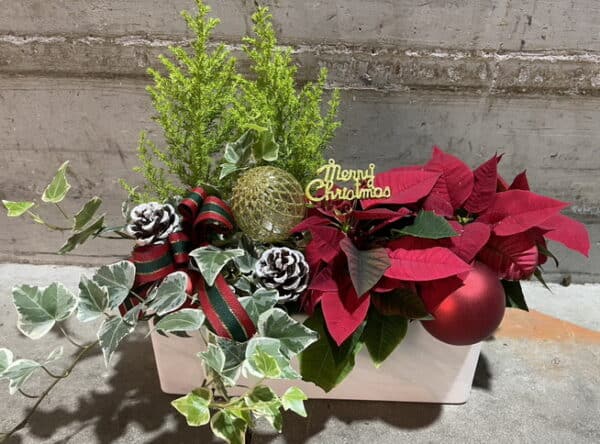 聖誕紅小盆栽 聖誕紅小盆栽