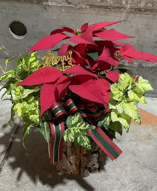 聖誕紅盆栽專賣店 聖誕紅盆栽專賣店