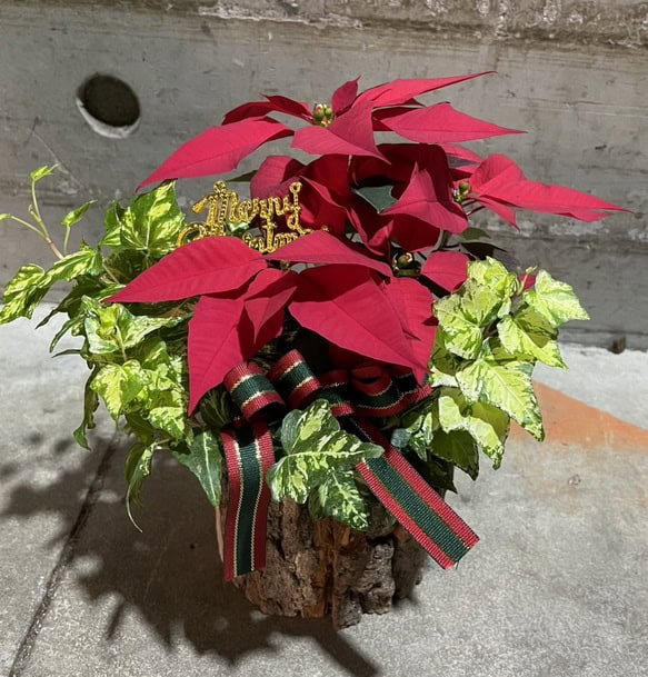 聖誕紅盆栽專賣店