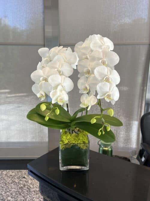 辦公桌時尚蘭花 辦公桌時尚蘭花