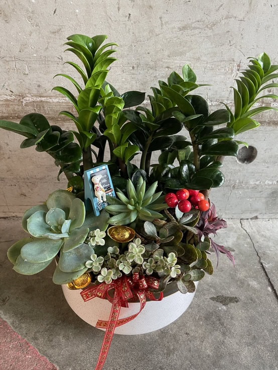 金錢旺旺多肉植物